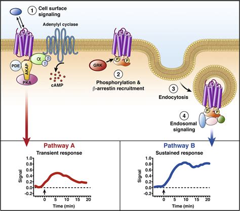 Dynamic mechanism of GPCR.